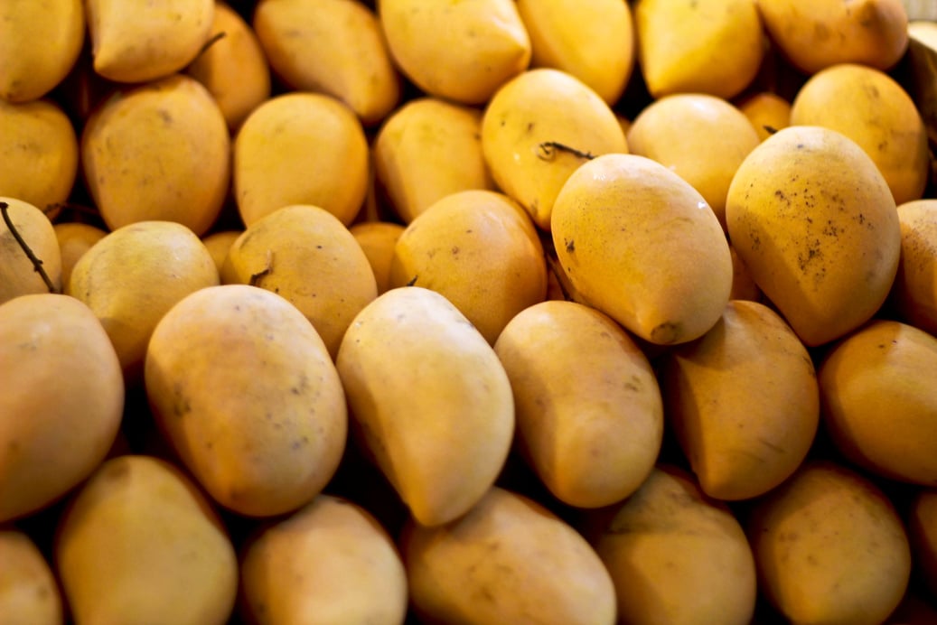 Mangoes in Local Farm